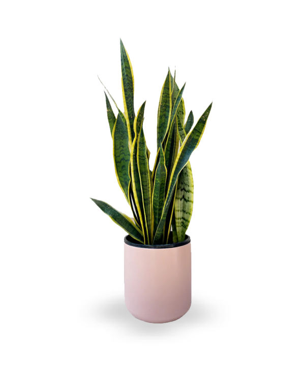 Snake plant