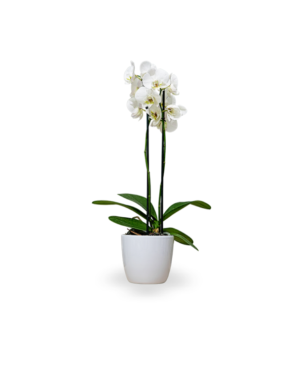 White orchid