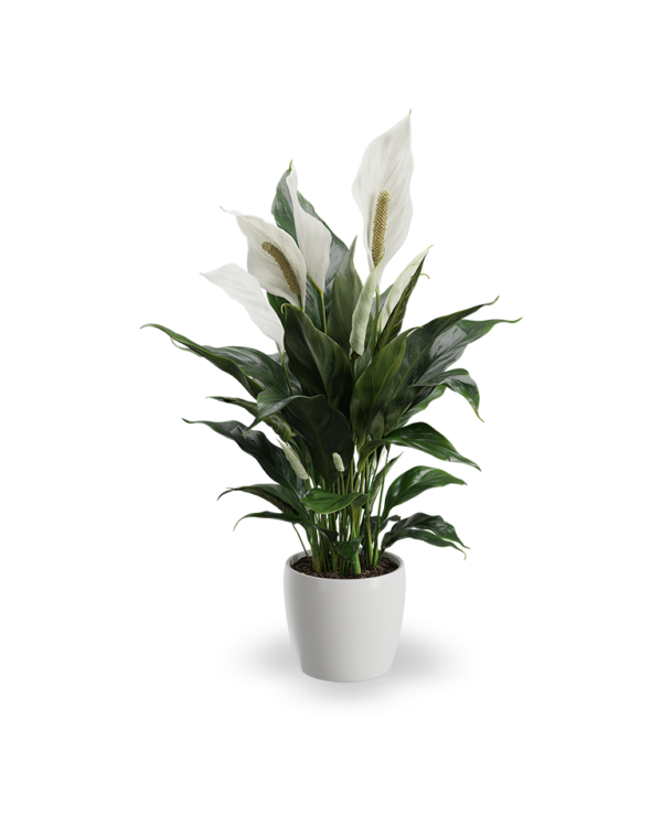 Spathiphyllum